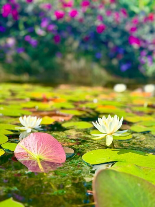 C4E53530-3956-4193-BA91-A6D9B947120A