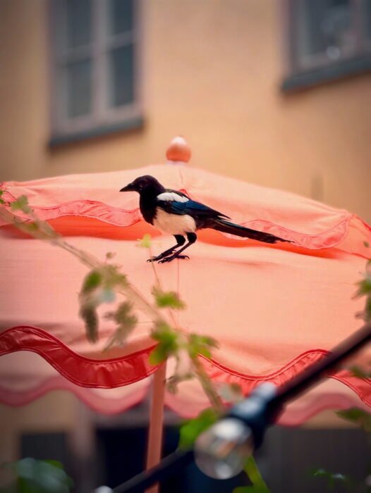 D883C17C-B6F9-48A0-A3EF-F02D3565F2B0